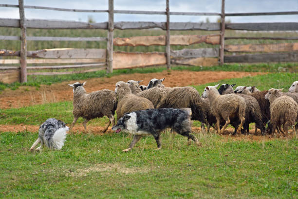 istock Border Collies working as sheepdogs 996136988