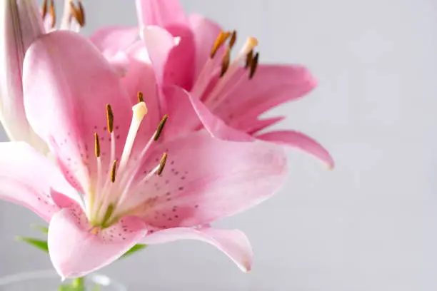 Photo of A fragment of pink lilies   bunch on a white background