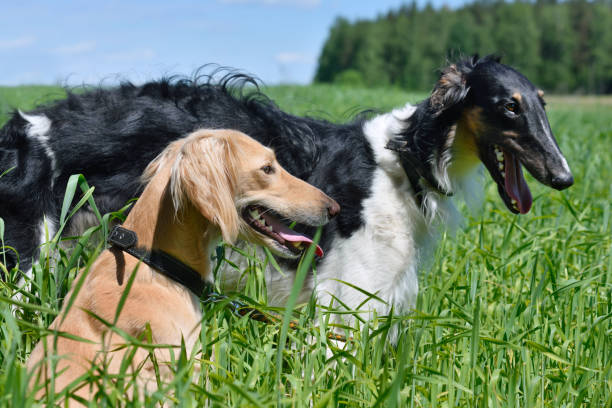istock Tazi and Russian wolfhound 996137564