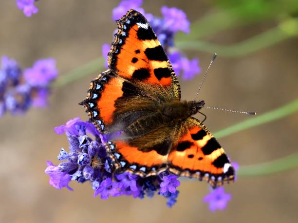 Small Tortoiseshell Butterfly Small tortoiseshell butterfly on lavender flower small tortoiseshell butterfly stock pictures, royalty-free photos & images