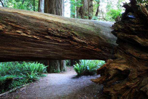 istock Lush Redwoods and Ferns in Pacific Northwest Coast 996139424