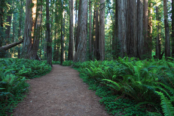 istock Lush Redwoods and Ferns in Pacific Northwest Coast 996141436