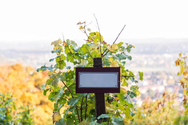 istock Beautiful vineyards at sunset and blank board in a summer day. 996154538