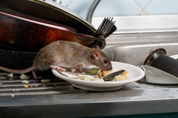 giovani ratti da vicino annusa gli avanzi su un piatto sul lavandino in cucina. - ratto foto e immagini stock