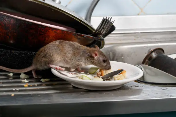 Photo of Close-up young rats sniffs leftovers on a plate on sink at the kitchen.