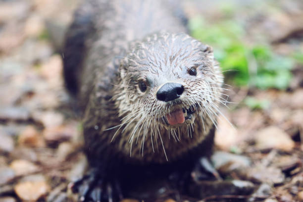 istock Female American River Otter 996155244