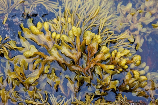 This is a photograph of starfish visible on the rocks at low tide on Bandon Beach along the Oregon coast of the Pacific Northwest USA.