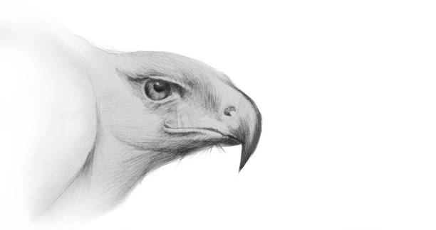 Ilustración de Retrato De Moda Ilustración De Un Lápiz De Dibujo Vista De Perfil De Un Águila En El Estilo Impresionista y más Vectores Libres de Derechos de Familia de los halcones - Ilustración de Retrato De Moda Ilustración De Un Lápiz De Dibujo Vista De Perfil De Un Águila En El Estilo Impresionista y más Vectores Libres de Derechos de Familia de los halcones -