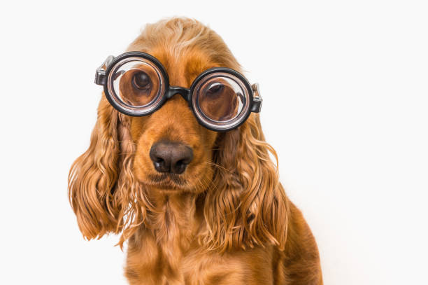 istock Intelligent Cocker Spaniel dog with eyeglasses isolated on white 996160058