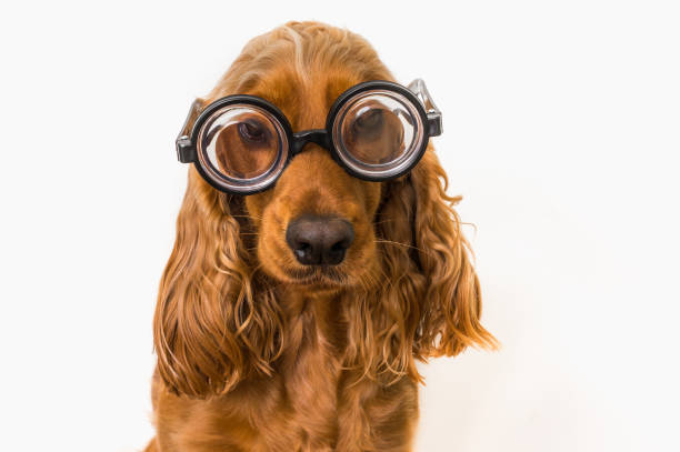 istock Funny Cocker Spaniel dog with eyeglasses isolated on white 996161228