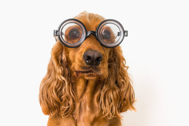 istock Funny Cocker Spaniel dog with eyeglasses isolated on white 996165890