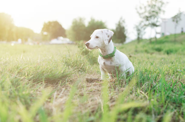 Free Stock Photo of Small White and Black Dog Sitting on Lush Green ...
