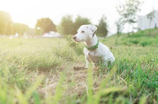 Portrait of  jack russel dog sitting in field
