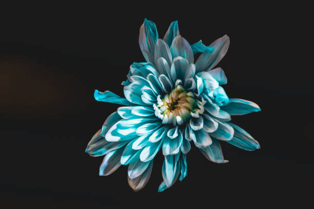 istock top view of blue and white flower, isolated on black 996167610