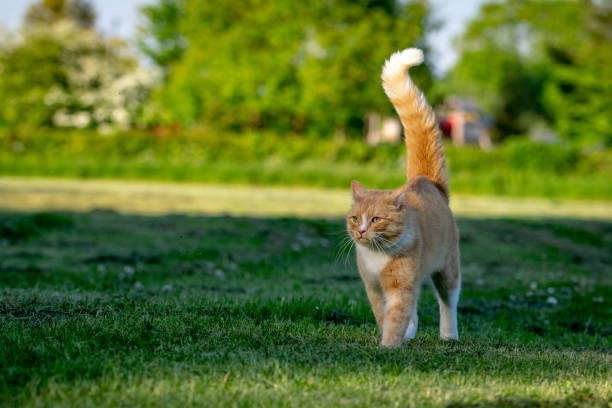 istock Defensive apprehensive domestic ginger cat walking across a grass lawn with hackles raised along back 996172498