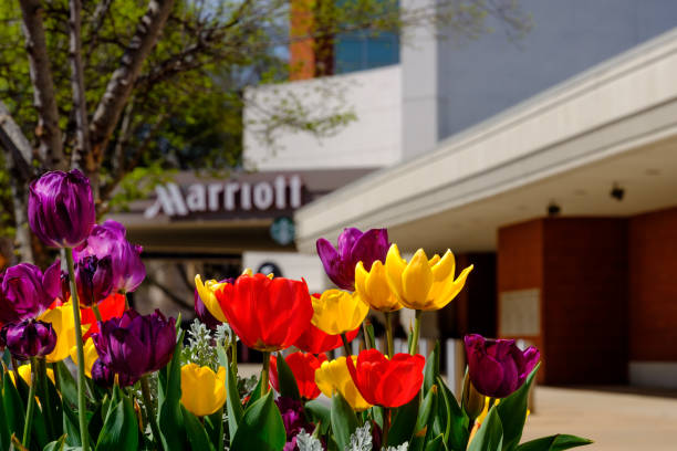 Tulips decorate the River Market area of downtown Little Rock in the spring, including in front of this Marriott Hotel.