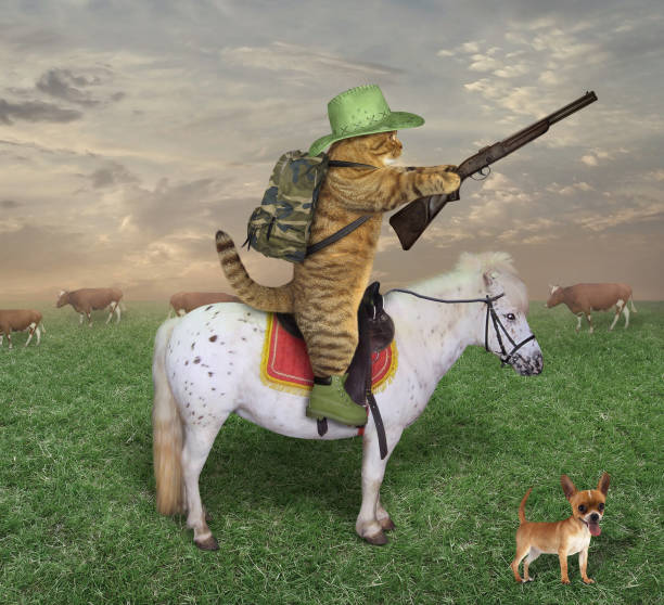 cowboy gatto con un fucile al ranch - dog group of animals clothing animal foto e immagini stock