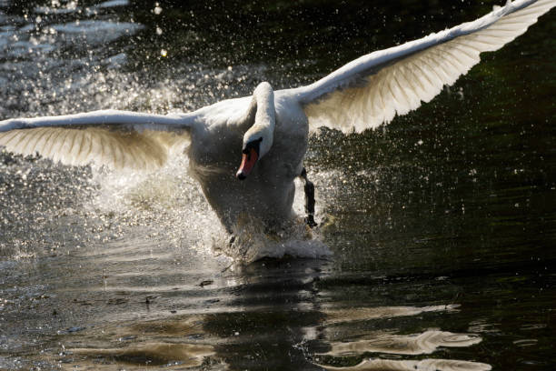 Wings spread, a furious mute swan (Cygnus olor) flies and splashes after a single Canada goose (out of frame). Ducks and herons are tolerated on this village pond in Mitcham, but geese and their goslings are chased relentlessly until they quit the water.