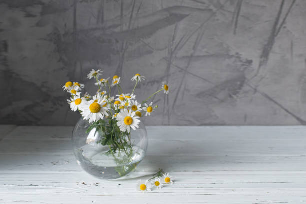 istock white daisies in a glass vase on a grey background 996179302