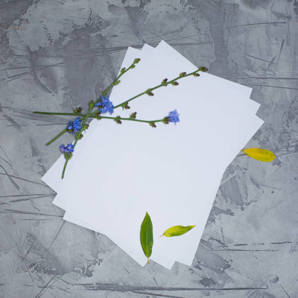 istock white paper and fresh blue flowers on grey stucco 996179310