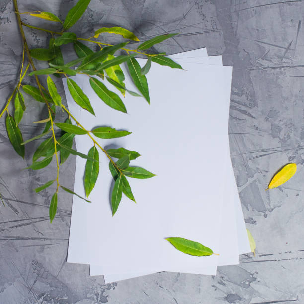 istock white paper and fresh green foliage on grey stucco 996179312