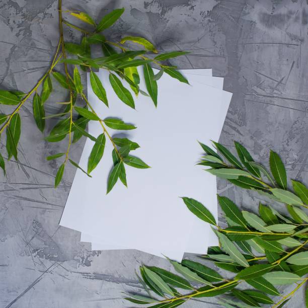 white paper and fresh green foliage on grey stucco