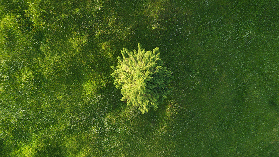 Alone tree on the field. Agricultural landscape from air