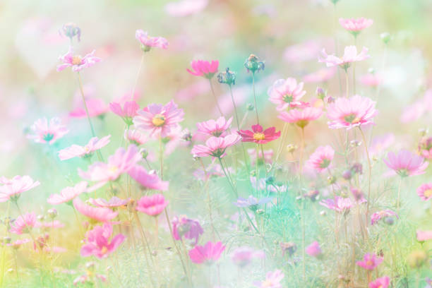 istock Cosmos flower on pastel color background. 996184420