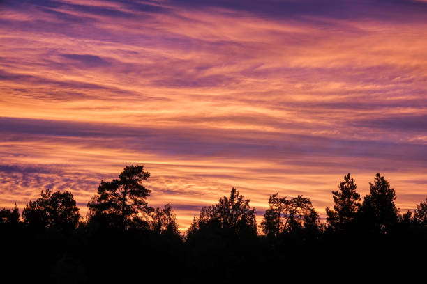 istock Silhouette of forest in colorful and dramatic sky at sunset 996185104
