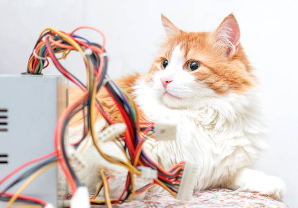 istock Adult cat and computer wires 996188184