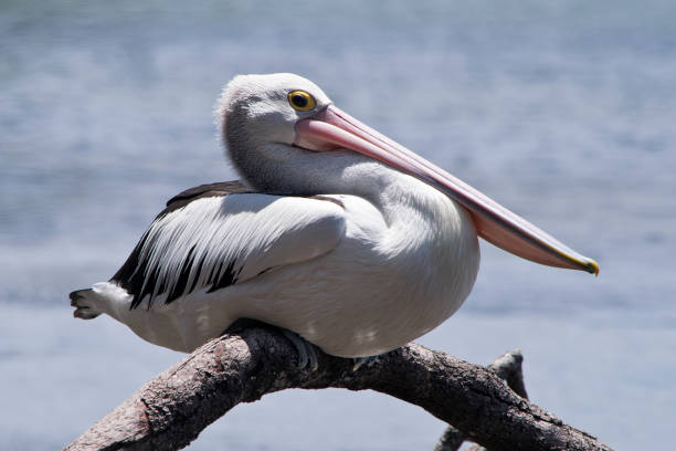 istock Australian pelican on the twig in the wilderness 996188610