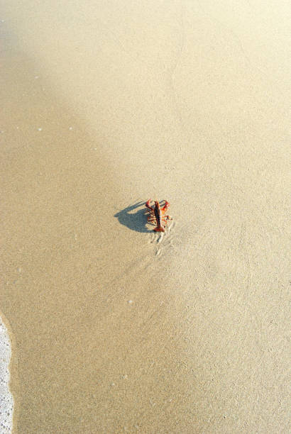 lobster on sunny beach vertical stock photo