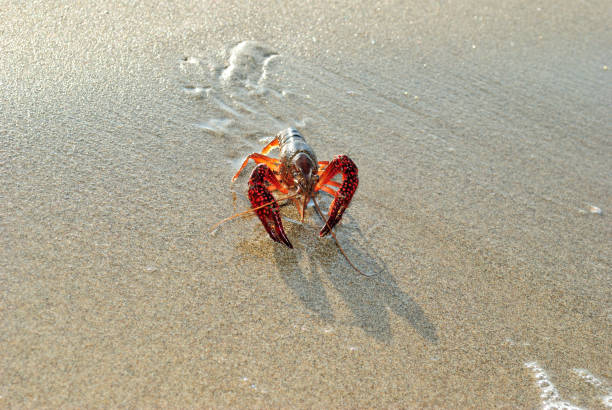 American lobster on Capaccio Paestum beach in the Cilento peninsula in Italy