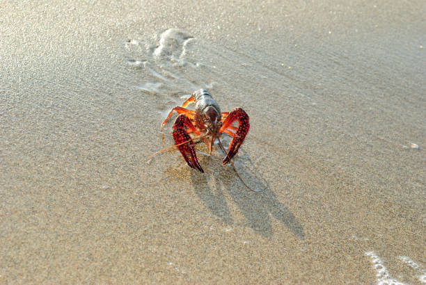 lobster on sand on summer early morning stock photo
