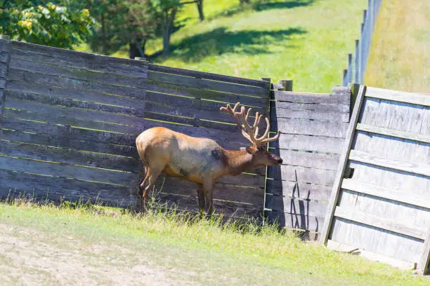 Photo of Bull Elk - Full body front view of a strong mature bull elk in  National Park