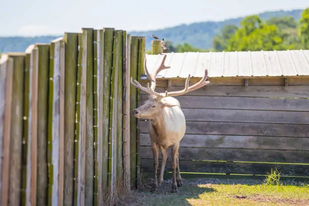 Photo of Bull Elk - Full body front view of a strong mature bull elk in  National Park