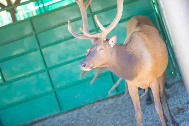 Photo of Bull Elk - Full body front view of a strong mature bull elk in  National Park