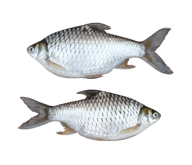 silver carp freshwater fish isolated on white. silver carp freshwater fish isolated on white background and have clipping paths. tinfoil barb barbonymus schwanenfeldii stock pictures, royalty-free photos & images