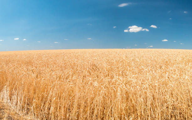istock yellow wheat field under the blue sky 996196360