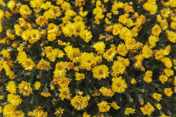istock Yellow chrysanthemum flowers, closeup 996199842