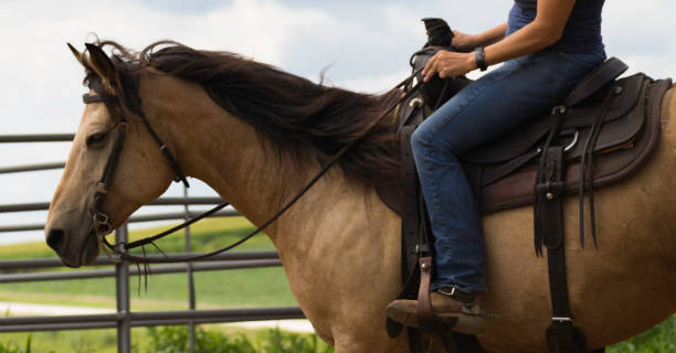 istock Person riding a horse in a field 996200252