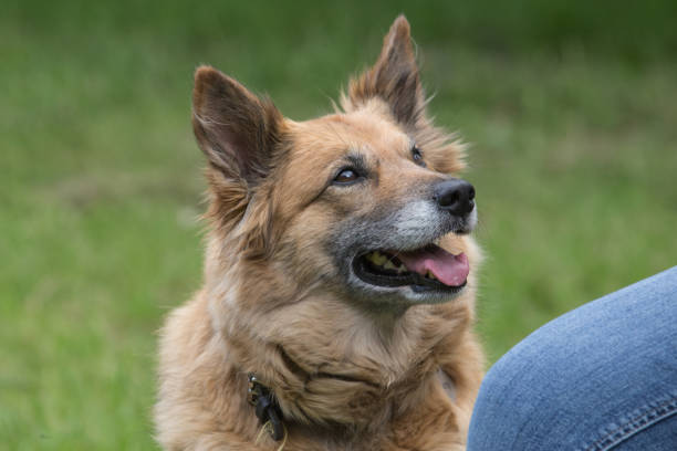 istock portrait of german sheeperd outdoors in Belgium 996200870