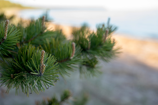 Pine branch by the shore