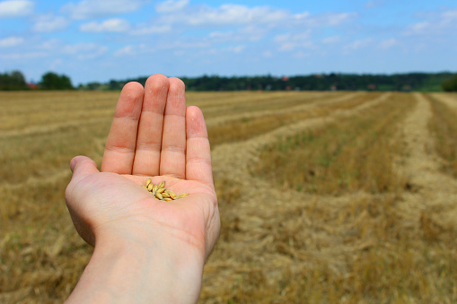 Wheat field and male hand.