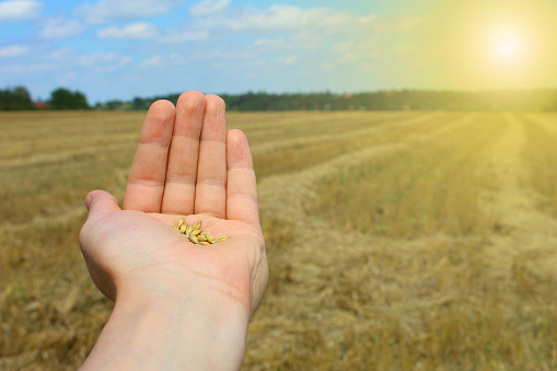 Sun and hand with wheat.
