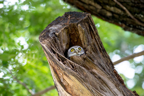 istock spotted owl in Thailand 996206988