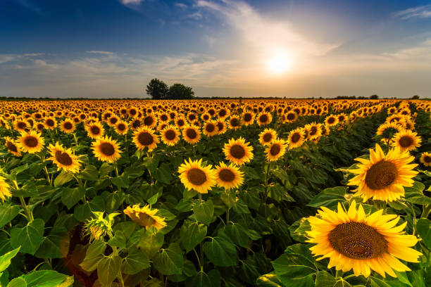 istock Beautiful sunflower field panorama in sunset in summer 996207736