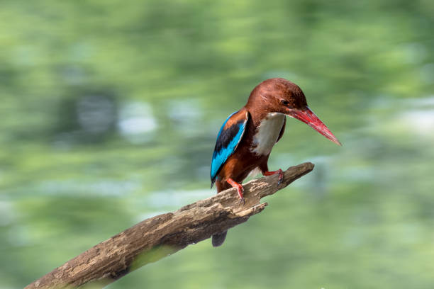 istock White-throated Kingfisher s a bright blue back, wings and tail. Its head, shoulders, flanks and lower belly are chestnut, and the throat and breast are white. 996212604