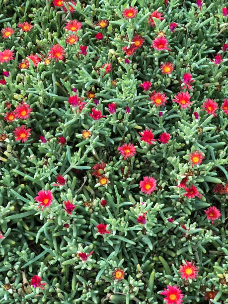 Red flowers on the succulent plant on a sunny day