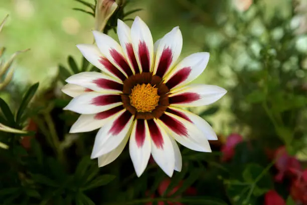 Gazania daisy flower close up